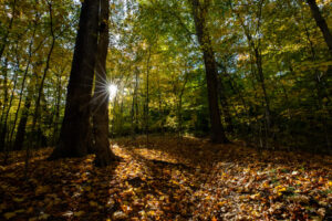 Heather Schor Photography -Frick park Pittsburgh, parks - fall sunburst - 5R1A8817