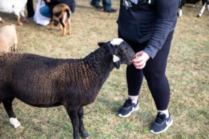 Delmont Apple Festival - Heather Schor photography - Delmont Apple Fest - Oct 2023-5R1A3821